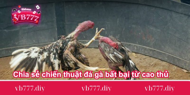 Chia-se-chien-thuat-da-ga-bat-bai-tu-cao-thu