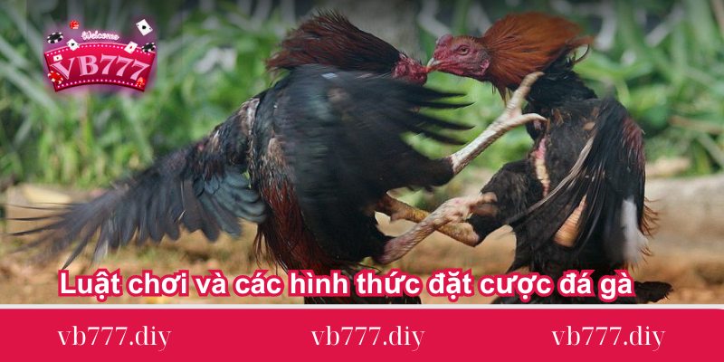 Luat-choi-va-cac-hinh-thuc-dat-cuoc-da-ga