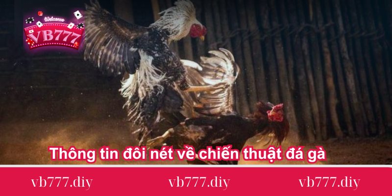 Thông tin đôi nét về chiến thuật đá gà