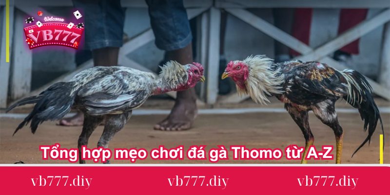 Tong-hop-meo-choi-da-ga-Thomo-tu-A-Z